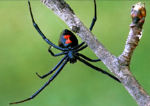 black widow spider